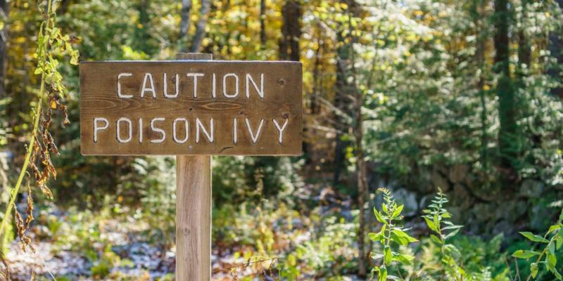 sign that says caution poison ivy in the forest